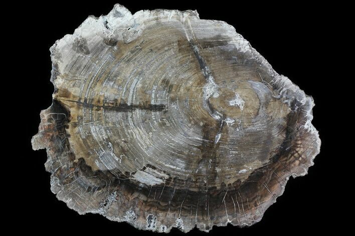 Detailed Petrified Wood (Araucaria) Round - Madagascar #81348